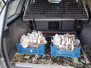 Продаются засеянные блоки грибов вешенка  12-13 кг вес  60 леи мешок foto 5
