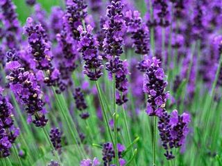 Лаванда - levănțică (lavandula angustifolia) foto 4