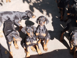 Se vînd caţei de rasă curată Doberman foto 3