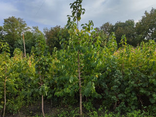 Alun Turcesc Corylus colurna Лещина древовидная foto 10