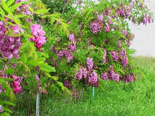 Акация Розовая. Цветет до самых заморозков.Salcim roz. Робиния клейкая. foto 10