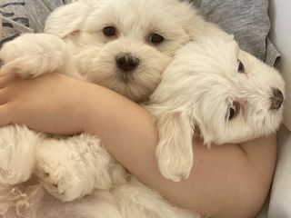 Bichon Maltese 200 €