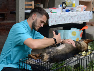 Servicii veterinare la Domiciliu