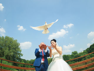 Porumbei pe nunta dvs. pretul -150lei foto 5