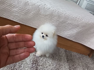 Super Mini Spitz's Pomeranian foto 2