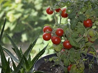 Мини-ферма - Домашние помидоры foto 1