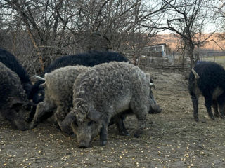 Porci mangalița foto 6