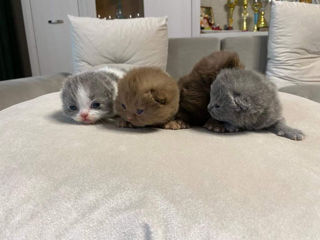 British Shorthair pedigree foto 1