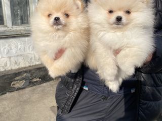 Mini Spitz pomeranian