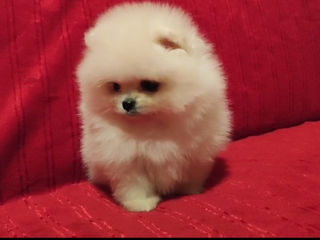 Подарок любимым! mini spitz pomeranian toy