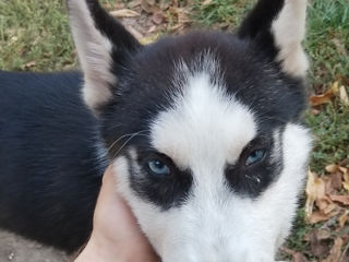 Husky