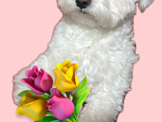 Împerechere Bichon Maltez, băiat foto 0