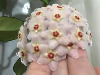 Vindem puișori de floare Hoya Carnoza - floarea de porțelan, Lacrima Maicii Domnului. Avem mai multe