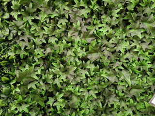 Декоративные зеленые покрытия / фитостена / perete din plante artificiale foto 14
