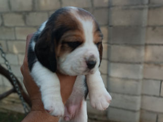 Beagle foto 3