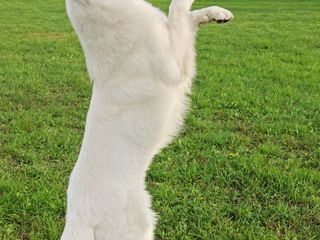 Белая Швейцарская Овчарка (продается щенок) foto 5