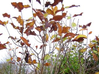 Магнолия трёхлепестная (Magnolia tripelata) foto 6