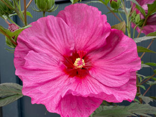 Hibiscus