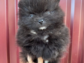 Pomeranian foto 2