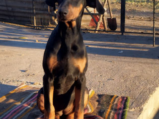 Se vînd caţei de rasă Doberman 061033259