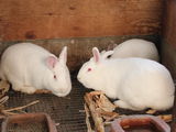 кролики  iepuri, мясо  carne 130 лей/кг foto 5
