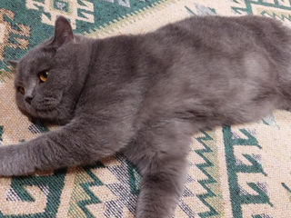 Motan British Shorthair foto 4