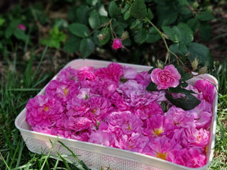 Продам сажанец чайной розы, шиповник пионовидный, бутон розовый