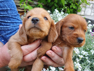 Catei Cocker Spaniel