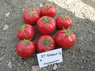 Seminte de tomate Roz Hibrid ( Bursa Tohum ) foto 4