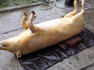 Se vind porci mari 140-150kg crescut cu cereale la crăciun. foto 8