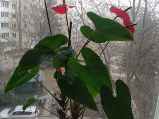 Pret înțelegere, avantajos. flori: anthurium, roză chităiană foto 1