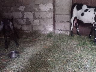Se vinde edita și tapusor de la capră anglo-nubiana cu o genetica foarte buna sunați foto 6
