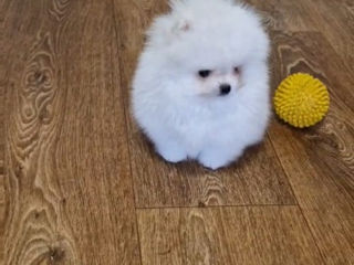 Mini micro spitz Pomeranian