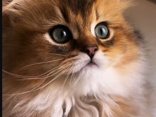 British Golden   foto 4