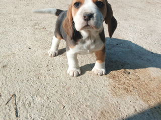 Beagle