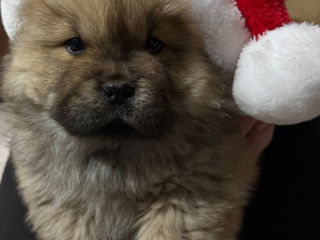 Chow Chow foto 6