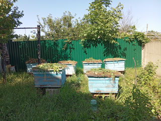 Vând șase familii de albine cu tot cu stupi. foto 1