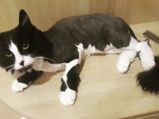 Стрижка котов с выездом на дом! фото 6