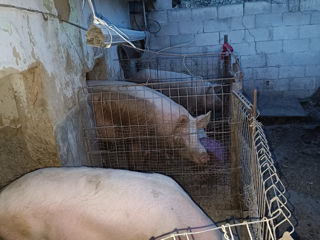 Porc crescut in conditi de casa 180-200kg pret 50lei kg