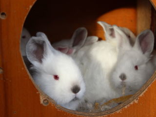 кролики  iepuri, мясо  carne 130 лей/кг foto 1