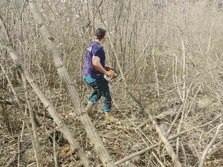 Curățarea copacilor de crengi uscate! foto 15