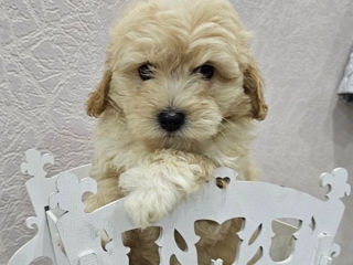 Malitipoo F1 / Мальтипу ф1 foto 5