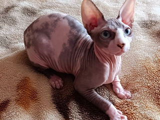 Se vinde Sphynx