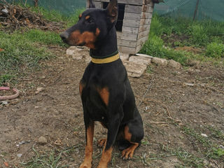 Doberman la imperechere