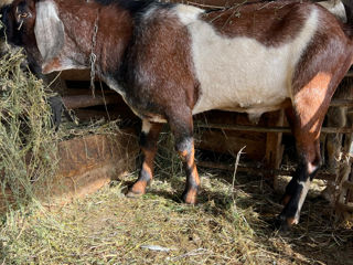 Vând țap