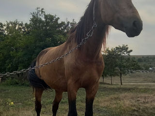 Se vinde armăsar blind foto 2