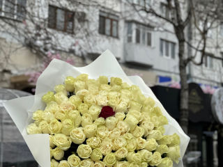 Oferte speciale la lalele! 51 la 1000 lei / soiuri olandeze! foto 5