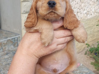 Cocker spaniel