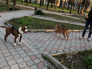 Pitbull red nose foto 6