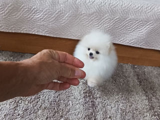 Super Mini Spitz's Pomeranian